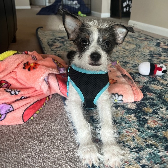 Meet your Posher, ✨Courtney✨ - Picture 2 of 8